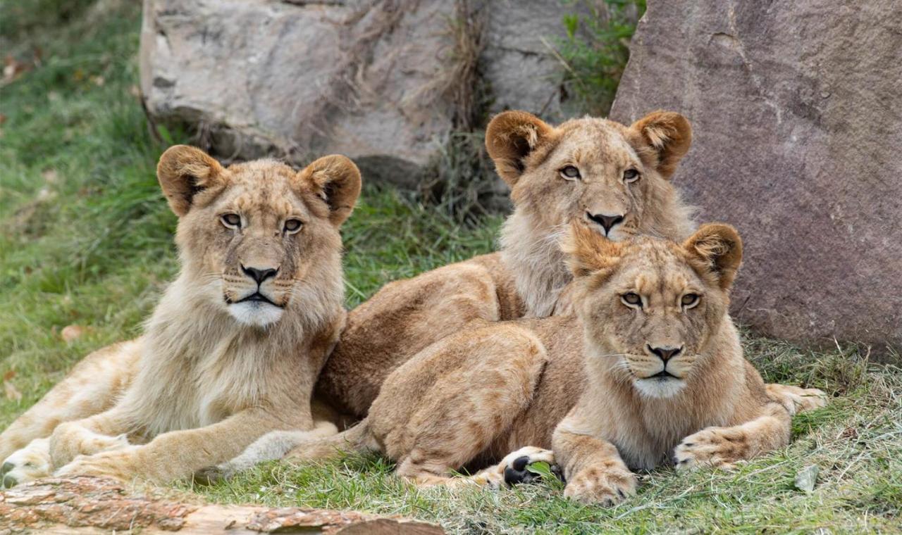 Le Chant Des Oiseaux, 3Km Du Zoo De Beauval, Parking Gratuit ,Wifi Et Netflix Gratuits Saint-Aignan (Loir-et-Cher) Exterior foto